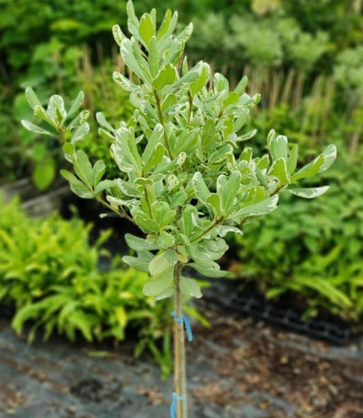 Pittosporum tobira 'Variegata' na 50 cm kmienku